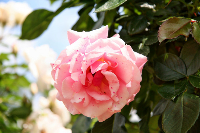 Обои картинки фото цветы, розы, роза, лепестки, бутон