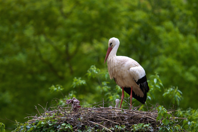 Обои картинки фото животные, аисты, гнездо