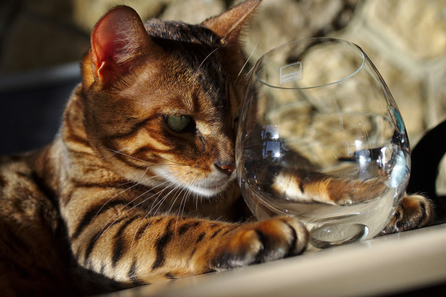 Обои картинки фото животные, коты, бокал