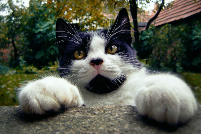 Обои картинки фото животные, коты, мордочка