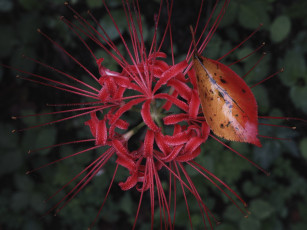 Картинка цветы лист капли роса листик красный цветок макро