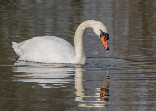 Картинка животные лебеди отражение рябь водоем грация белый