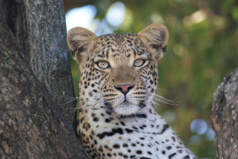 Картинка животные леопарды леопард