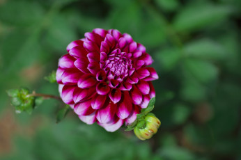 Картинка цветы георгины flowering dahlia цветение георгин