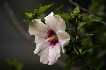 Картинка цветы гибискусы лепестки листики гибискус тычинки цветение ярко