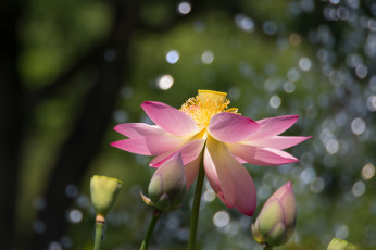 Картинка цветы лотосы лотос