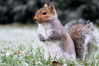 Картинка животные белки иней трава белка