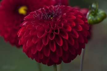 Картинка цветы георгины георгин лепестки бутоны цветение