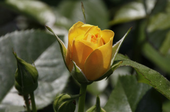 Картинка цветы розы цветение лепестки розовая бутон роза