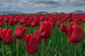 Картинка цветы тюльпаны много лепестки цветение разноцветные