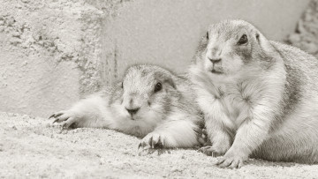 Картинка животные хорьки +куницы +горностаи +ласки +соболи парочка грызуны луговые собачки чёрно-белая
