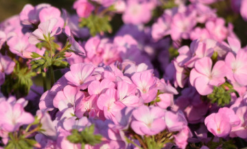 Картинка цветы герань нежность цветение лепестки цветки