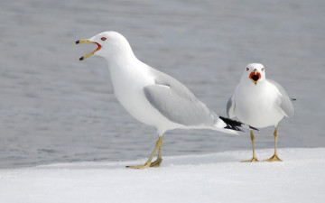 Картинка животные Чайки +бакланы +крачки чайки фон