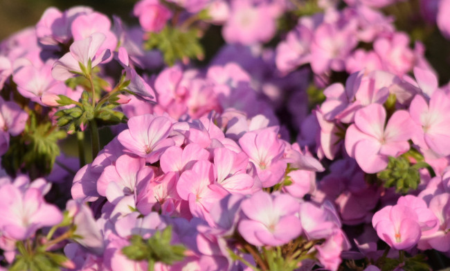 Обои картинки фото цветы, герань, нежность, цветение, лепестки, цветки