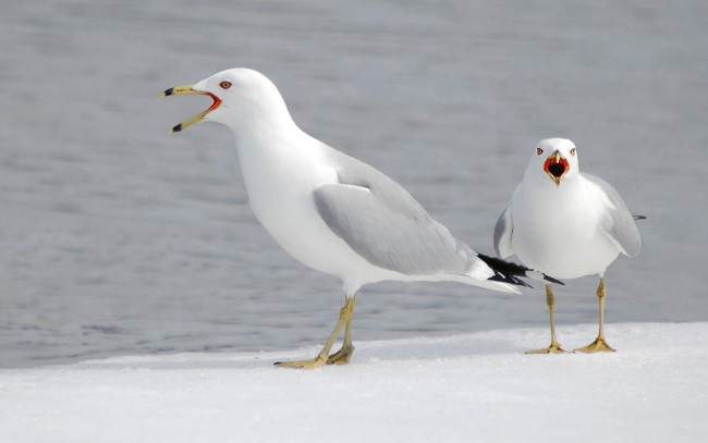 Обои картинки фото животные, Чайки,  бакланы,  крачки, чайки, фон