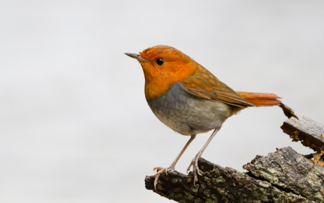 Обои картинки фото животные, птицы, птичка, ветка