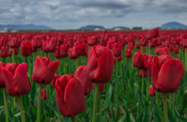 Обои картинки фото цветы, тюльпаны, много, лепестки, цветение, разноцветные