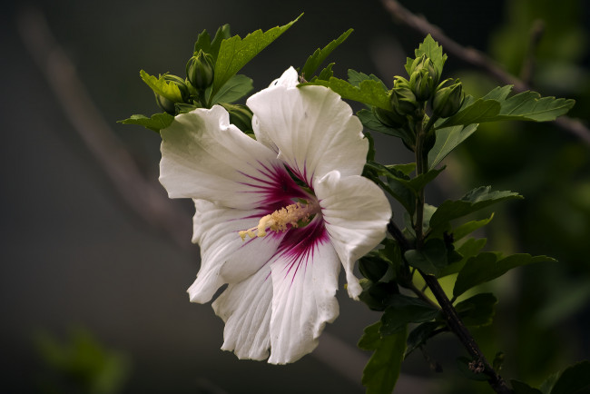 Обои картинки фото цветы, гибискусы, лепестки, листики, гибискус, тычинки, цветение, ярко