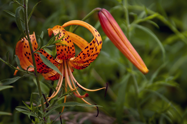 Обои картинки фото цветы, лилии,  лилейники, цветение, бутоны, лилия