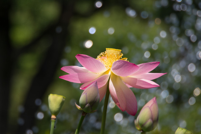 Обои картинки фото цветы, лотосы, лотос