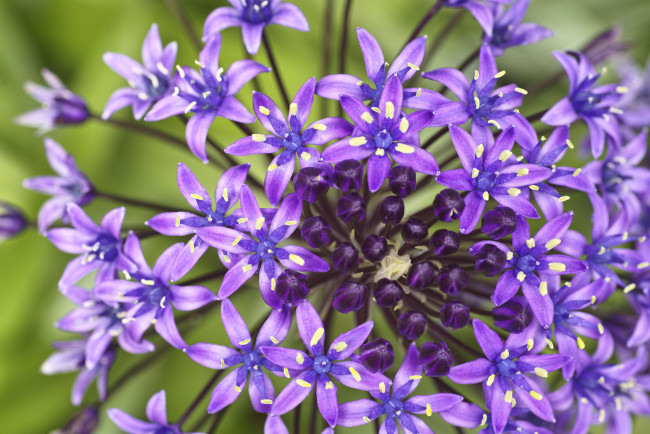 Обои картинки фото цветы, соцветие, макро, тычинки, сиреневые