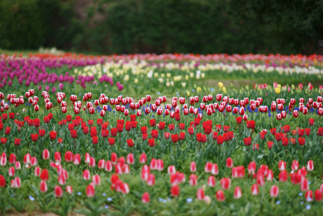 Обои картинки фото цветы, тюльпаны, цветение, лепестки, много, разноцветные