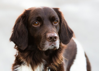 Картинка животные собаки пес