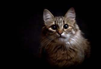 Картинка животные коты киса