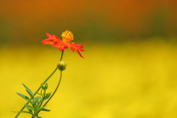 Картинка цветы космея минимализм цветок фон