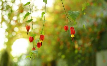 Картинка цветы природа фон