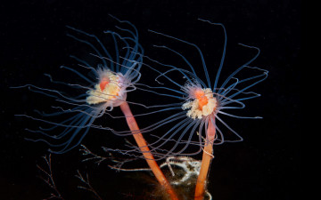 Картинка животные морская+фауна актиния