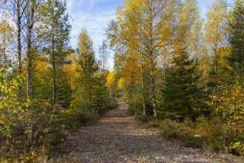 Картинка природа лес деревья осень