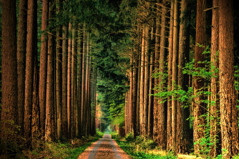 Картинка природа парк простор