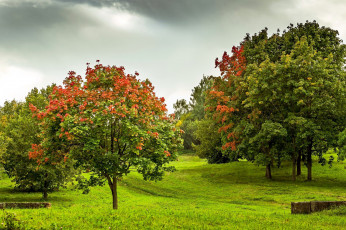 Картинка природа деревья осень