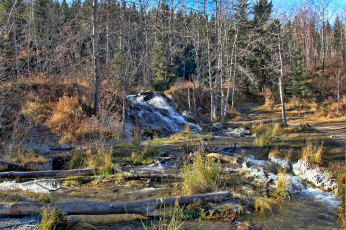 Картинка природа лес простор