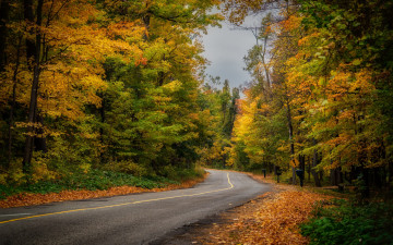 Картинка природа дороги лес осень дорога