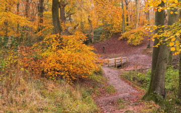 Картинка природа лес деревья осень
