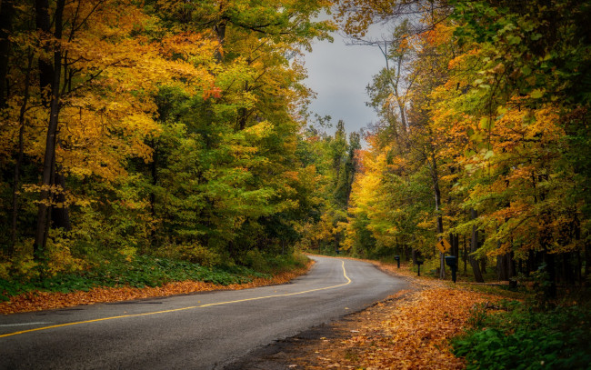 Обои картинки фото природа, дороги, лес, осень, дорога