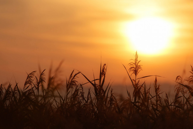 Обои картинки фото природа, восходы, закаты, простор