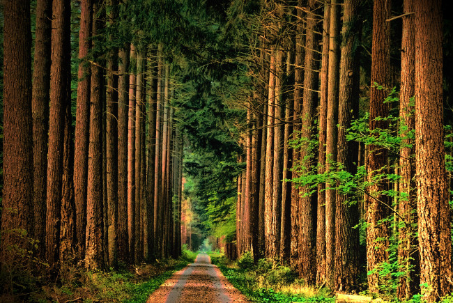 Обои картинки фото природа, парк, простор