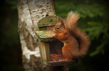 Картинка животные белки парк рыжая зверек ствол белка орех лапки дерево темный фон трапеза кормушка орешек арахис орешки кушает белочка обед грызун орехи сидит поза природа лес