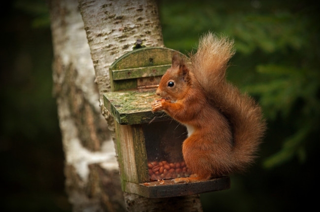 Обои картинки фото животные, белки, парк, рыжая, зверек, ствол, белка, орех, лапки, дерево, темный, фон, трапеза, кормушка, орешек, арахис, орешки, кушает, белочка, обед, грызун, орехи, сидит, поза, природа, лес