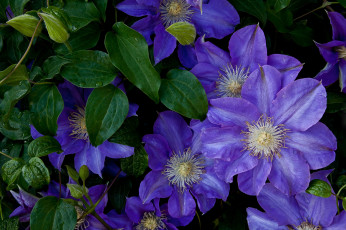 обоя цветы, клематис , ломонос, лиловый, клематис, капли