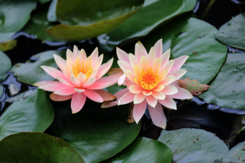 Картинка цветы лилии+водяные +нимфеи +кувшинки лилии