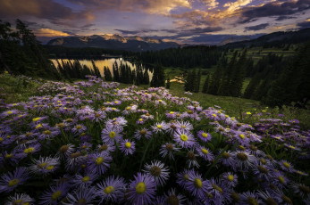 Картинка цветы астры луг закат