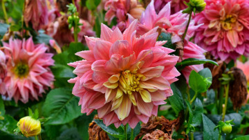 обоя цветы, георгины, макро, капли, георгин