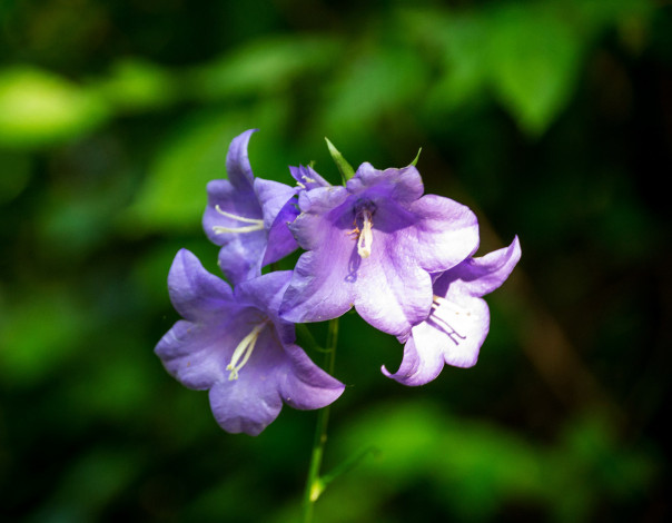 Обои картинки фото цветы, колокольчики, макро