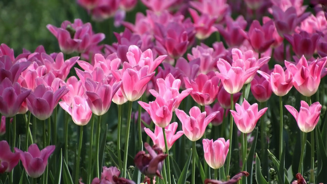 Обои картинки фото цветы, тюльпаны, розовые, бутоны