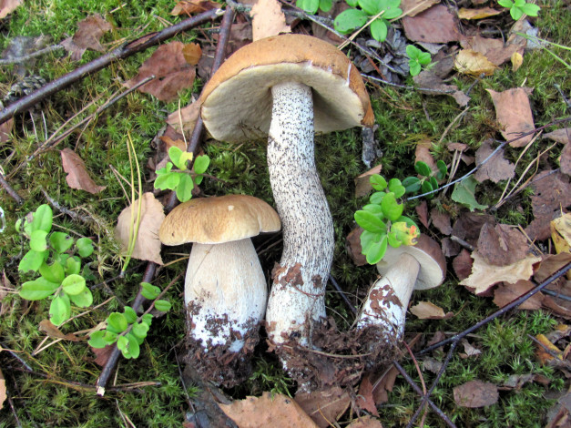 Обои картинки фото еда, грибы,  грибные блюда, подосиновик, боровики