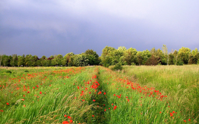 Обои картинки фото природа, луга, деревья, трава, цветы, небо